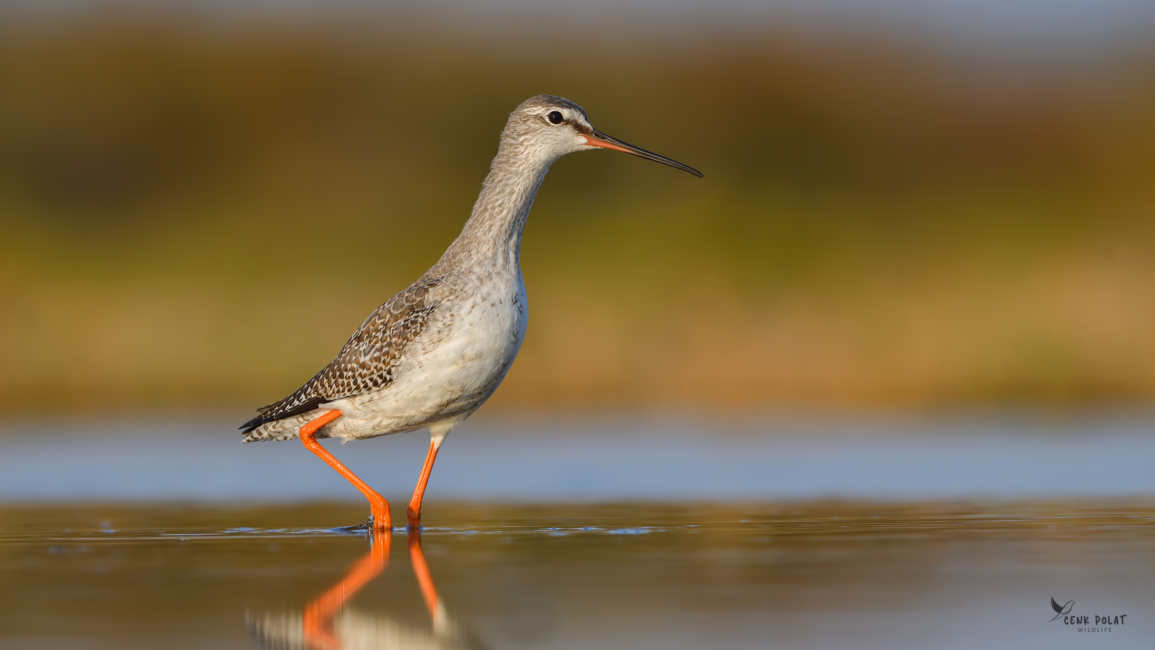 Spotted Redshank